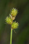 Troublesome sedge